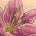 Tattoos - Pink Stargazer lily - 60848